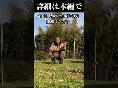 全国で野犬でお困りの方！　#犬のいる暮らし #保護犬 #チャンネル登録お願いします #野犬(YouTube)