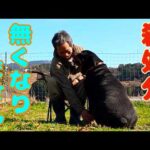 殺処分ゼロを目指す！だからより良いドッグライフを過ごして欲しいのです(YouTube)