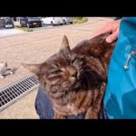 島のフェリー待合所のベンチに座ると猫が膝の上に乗ってきた(YouTube)