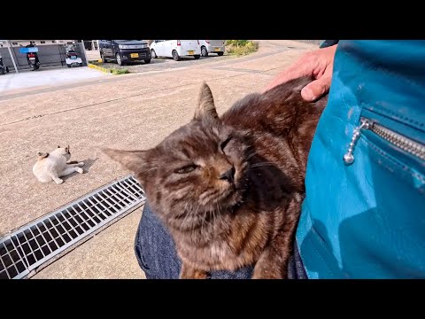 島のフェリー待合所のベンチに座ると猫が膝の上に乗ってきた(YouTube)