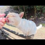 人間を見かけると「モフってくれ～」とハイテンションになる薄茶シロ猫ちゃん(YouTube)