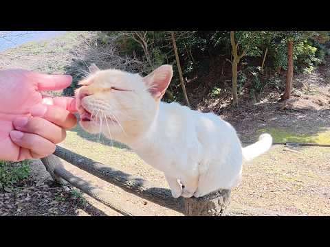 人間を見かけると「モフってくれ～」とハイテンションになる薄茶シロ猫ちゃん(YouTube)