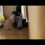 息子とイチャコラしてたら隠し撮りに気づきガン見する猫(YouTube)