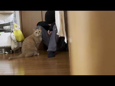 息子とイチャコラしてたら隠し撮りに気づきガン見する猫(YouTube)