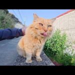 ライオン猫にアゴの下マッサージをすると喉をゴロゴロと鳴らした(YouTube)