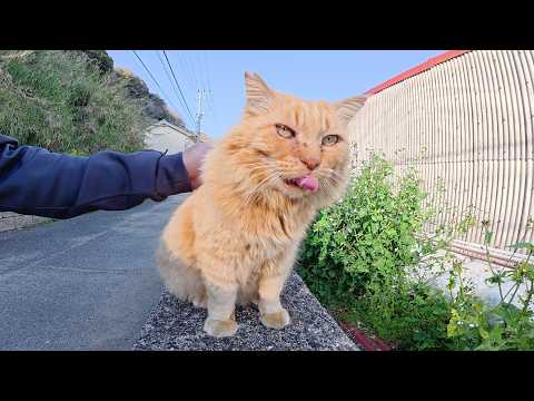 ライオン猫にアゴの下マッサージをすると喉をゴロゴロと鳴らした(YouTube)