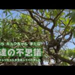 猫の不思議  二郎がキュウちゃんを見送ってくれました  さよならキュウちゃん またね  2026 03 07 2(YouTube)