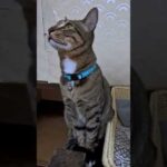 旅館の部屋遊びにきた猫ちゃん何か言ってます(YouTube)