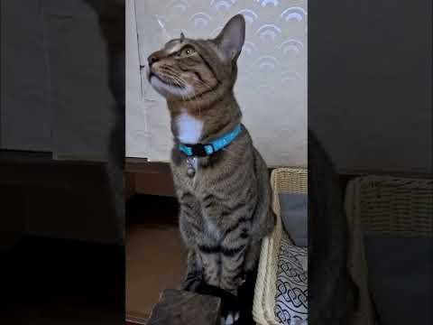 旅館の部屋遊びにきた猫ちゃん何か言ってます(YouTube)