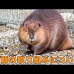 【阿蘇ファームランド】賞をいただいたビーバー展示場での取り組みをご紹介します！【エンリッチメント大賞】(YouTube)