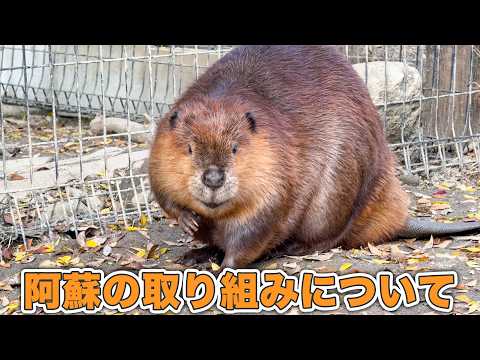 【阿蘇ファームランド】賞をいただいたビーバー展示場での取り組みをご紹介します！【エンリッチメント大賞】(YouTube)