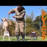 噛む柴犬Mix千春くんマズル（口輪）トレーニング(YouTube)