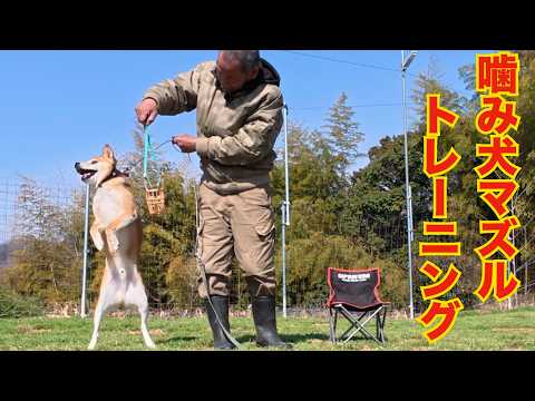 噛む柴犬Mix千春くんマズル（口輪）トレーニング(YouTube)