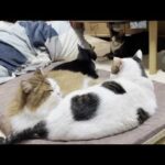 知らんかった、4匹の猫団子ができる難しさを(YouTube)