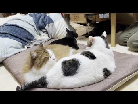 知らんかった、4匹の猫団子ができる難しさを(YouTube)