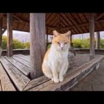 公園の東屋がまさかの猫の集会所に…気づいたら囲まれてた🐾(YouTube)
