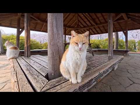 公園の東屋がまさかの猫の集会所に…気づいたら囲まれてた🐾(YouTube)