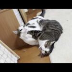 コテンパンに蹴られて叩かれまくる猫(YouTube)