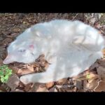 白猫ちゃんがハチワレ猫に見守られながら植込みで爆睡する(YouTube)