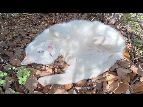 白猫ちゃんがハチワレ猫に見守られながら植込みで爆睡する(YouTube)