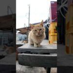島の子猫カワイイ(YouTube)