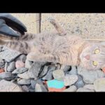 「気安く触るニャー！」と反抗してくる灰色猫ちゃん(YouTube)