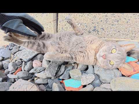 「気安く触るニャー！」と反抗してくる灰色猫ちゃん(YouTube)