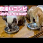 お腹が緩いコンビ 食べ過ぎなのかなぁ  今夜プロコックス飲ませます  2026 03 23 2(YouTube)
