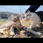 ダムのほとりへ行くと、可愛い猫の親子がお出迎えしてくれた(YouTube)