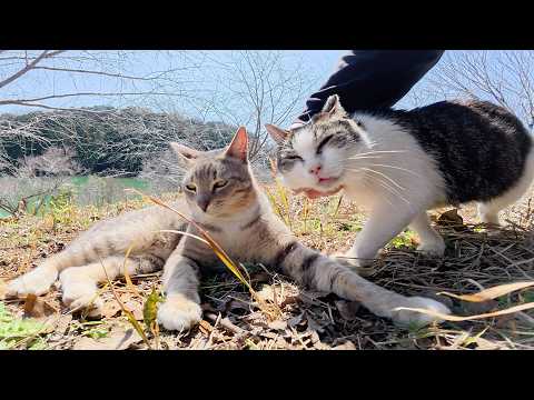 ダムのほとりへ行くと、可愛い猫の親子がお出迎えしてくれた(YouTube)