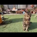 いつも寝ぼけてるけど一番楽しそうにしてます(YouTube)