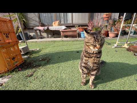 いつも寝ぼけてるけど一番楽しそうにしてます(YouTube)