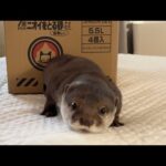 猫のためにおやつを取ってあげるカワウソ The kind otter who fetches treats for the cat(YouTube)