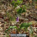 井の頭自然文化園 花ごよみ動画 カタクリの開花(YouTube)