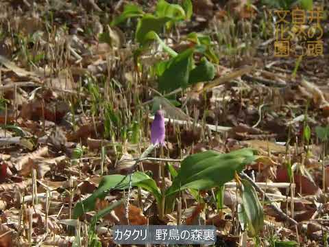 井の頭自然文化園 花ごよみ動画 カタクリの開花(YouTube)