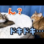いつも姉猫に見守られる末っ子猫が大姉ちゃん猫に甘えようとしたけど…(YouTube)