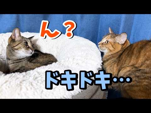いつも姉猫に見守られる末っ子猫が大姉ちゃん猫に甘えようとしたけど…(YouTube)