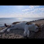 防波堤の上にいた猫を撫でると甘えん坊の白黒猫ちゃんも撫でられにきた(YouTube)