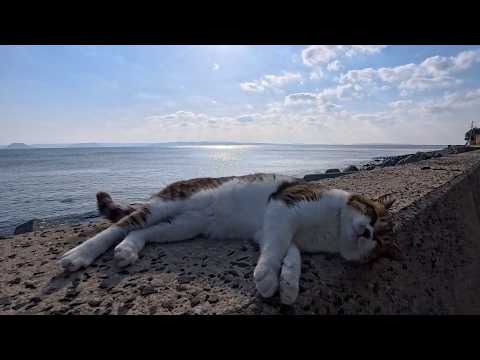 防波堤の上にいた猫を撫でると甘えん坊の白黒猫ちゃんも撫でられにきた(YouTube)