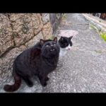 漁港の街の路地裏で出会った猫ちゃん達がかわいすぎた(YouTube)