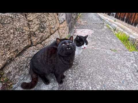 漁港の街の路地裏で出会った猫ちゃん達がかわいすぎた(YouTube)