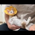 手術が終わって全身麻酔から目覚めた子猫の反応が可愛すぎました。(YouTube)