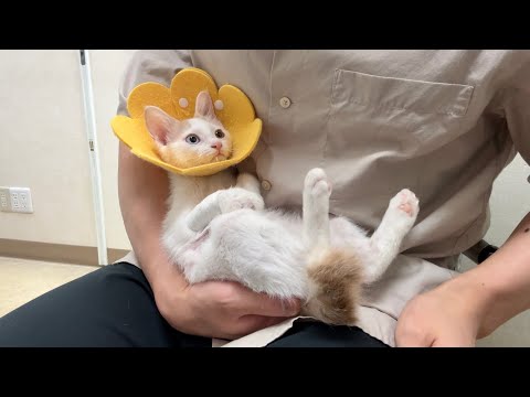 手術が終わって全身麻酔から目覚めた子猫の反応が可愛すぎました。(YouTube)