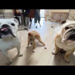 毎日が奇跡の連続…２か月前まで全く歩けなかった介護犬が今では見違えるほど歩けるようになりました！(YouTube)