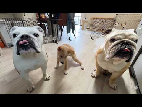 毎日が奇跡の連続…２か月前まで全く歩けなかった介護犬が今では見違えるほど歩けるようになりました！(YouTube)