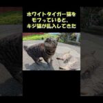 ホワイトタイガー猫をモフっていると、キジ猫が乱入してきた #猫 #ねこ #cat(YouTube)