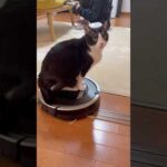 動かんねんけど(YouTube)