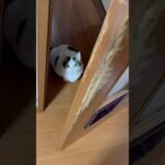 猫扉使いーや(YouTube)