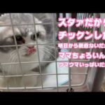 スタァだからね チックンなんかね  明日から親爺いないからね  ママはウマウマいっぱいだからね  ちょろいね  2026 03 12 2(YouTube)