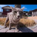 猫島の売店前広場に行ったら…どこからともなく猫がジワジワ集合！気づけば猫だらけの幸せ空間(YouTube)